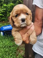Leah AKC, a male Cocker Spaniel for sale in Brooksville, FL – 2 of 8