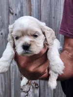 Hannah Ready 07/22, a female Cocker Spaniel for sale in Brooksville, FL – 5 of 6