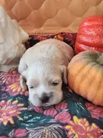Posey Sold , a female Cocker Spaniel for sale in Brooksville, FL – 6 of 9