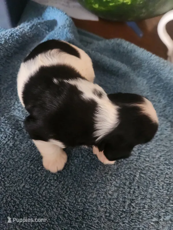 Logan – Cocker Spaniel puppy for sale in Brooksville, FL