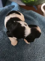 Logan AKC, a male Cocker Spaniel for sale in Brooksville, FL – 1 of 5