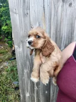 Leah Ready Now , a male Cocker Spaniel for sale in Brooksville, FL – 5 of 9