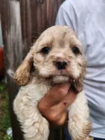 Keaton, a male Cocker Spaniel for sale in Brooksville, FL – 3 of 10