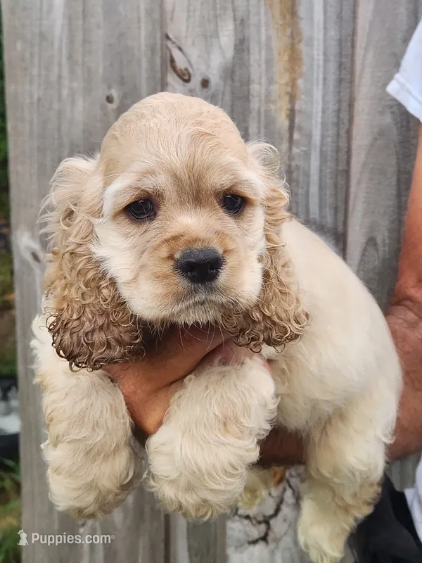 Grayson Ready Now – Cocker Spaniel puppy for sale in Brooksville, FL