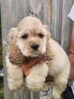 Grayson Reduced , a male Cocker Spaniel for sale in Brooksville, FL – 1 of 9