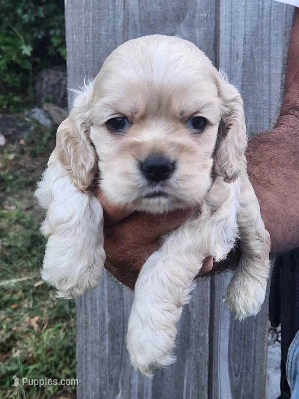 Grayson  – Cocker Spaniel puppy for sale in Brooksville, FL