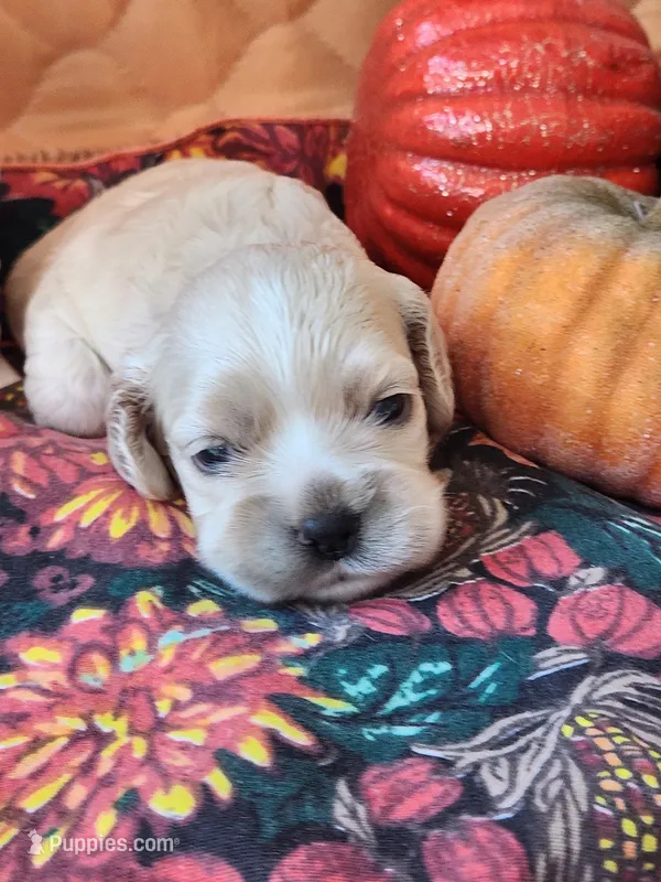 Posey Sold  – Cocker Spaniel puppy for sale in Brooksville, FL
