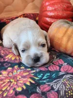 Posey Sold , a female Cocker Spaniel for sale in Brooksville, FL – 1 of 9