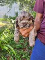 Nancy  On Hold, a female Cocker Spaniel for sale in Brooksville, FL – 3 of 5
