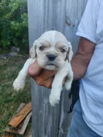 Jessa On Hold, a female Cocker Spaniel for sale in Brooksville, FL – 2 of 9