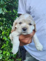 Henry Ready 07/22, a male Cocker Spaniel for sale in Brooksville, FL – 2 of 6