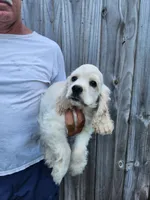 Hank Reduced , a male Cocker Spaniel for sale in Brooksville, FL – 3 of 8