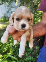 Ginger Sold, a male Cocker Spaniel for sale in Brooksville, FL – 4 of 7