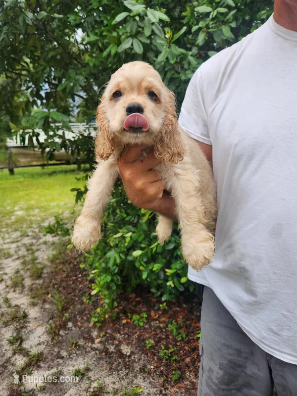 Gina Ready Now – Cocker Spaniel puppy for sale in Brooksville, FL