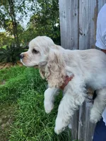 Holden Reduced , a male Cocker Spaniel for sale in Brooksville, FL – 6 of 10