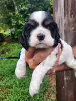 Levi , a male Cocker Spaniel for sale in Brooksville, FL – 7 of 10