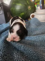 Levi AKC, a male Cocker Spaniel for sale in Brooksville, FL – 2 of 6