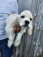 Hank Reduced , a male Cocker Spaniel for sale in Brooksville, FL – 4 of 8
