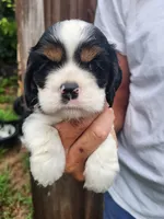 Lincoln , a male Cocker Spaniel for sale in Brooksville, FL – 3 of 10