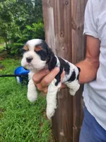 Lucas , a male Cocker Spaniel for sale in Brooksville, FL – 5 of 9