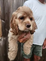 Kent Sold, a male Cocker Spaniel for sale in Brooksville, FL – 5 of 10