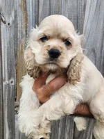 Garrett  Reduced , a male Cocker Spaniel for sale in Brooksville, FL – 3 of 8