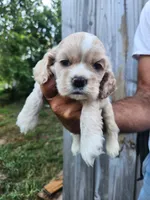 Jack Ready 07/06, a male Cocker Spaniel for sale in Brooksville, FL – 3 of 6