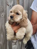 Grayson Reduced , a male Cocker Spaniel for sale in Brooksville, FL – 7 of 9
