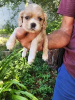 Ginger Sold, a male Cocker Spaniel for sale in Brooksville, FL – 3 of 7
