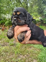 Luna AKC, a male Cocker Spaniel for sale in Brooksville, FL – 4 of 8