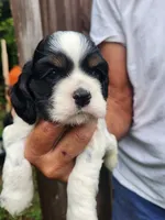 Levi , a male Cocker Spaniel for sale in Brooksville, FL – 10 of 10