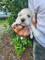Hackett Ready 07/22, a male Cocker Spaniel for sale in Brooksville, FL – 5 of 8