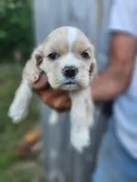 Gavin Sold, a male Cocker Spaniel for sale in Brooksville, FL – 3 of 7