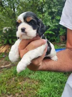 Lola AKC, a male Cocker Spaniel for sale in Brooksville, FL – 5 of 8