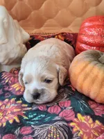 Posey Sold , a female Cocker Spaniel for sale in Brooksville, FL – 4 of 9
