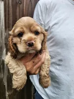 Kent, a male Cocker Spaniel for sale in Brooksville, FL – 2 of 10