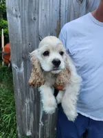Henry Reduced , a male Cocker Spaniel for sale in Brooksville, FL – 8 of 9