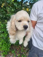 Hannah Ready Now , a female Cocker Spaniel for sale in Brooksville, FL – 9 of 10