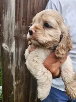 Keaton, a male Cocker Spaniel for sale in Brooksville, FL – 10 of 10