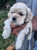Grayson , a male Cocker Spaniel for sale in Brooksville, FL – 7 of 9