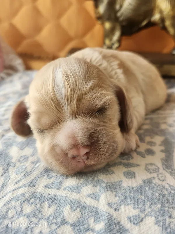 Keaton – Cocker Spaniel puppy for sale in Brooksville, FL