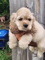 Grayson Reduced , a male Cocker Spaniel for sale in Brooksville, FL – 6 of 9
