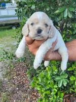 Holden Ready 07/22, a male Cocker Spaniel for sale in Brooksville, FL – 7 of 9