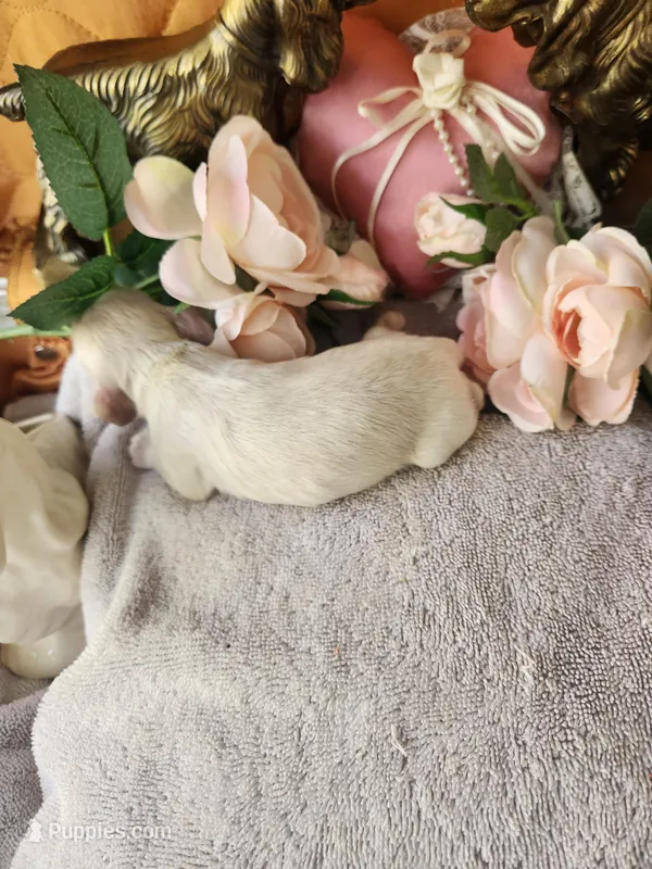 Hank – Cocker Spaniel puppy for sale in Brooksville, FL