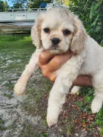 Hannah , a female Cocker Spaniel for sale in Brooksville, FL – 10 of 10