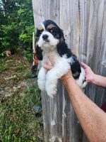 Lola Ready Now , a male Cocker Spaniel for sale in Brooksville, FL – 7 of 9