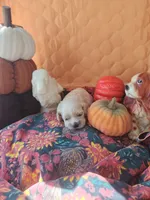 Posey Sold , a female Cocker Spaniel for sale in Brooksville, FL – 5 of 9