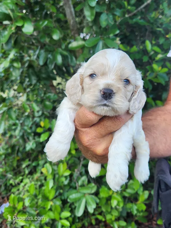 Holden – Cocker Spaniel puppy for sale in Brooksville, FL