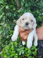 Holden Ready 07/22, a male Cocker Spaniel for sale in Brooksville, FL – 1 of 9