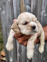 Joey Ready 07/06, a male Cocker Spaniel for sale in Brooksville, FL – 4 of 6